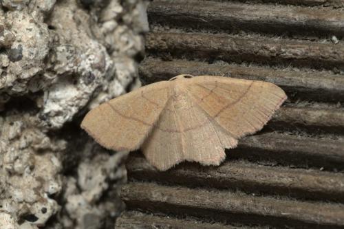 Réf. 305 116 : Cyclophora suppunctaria
